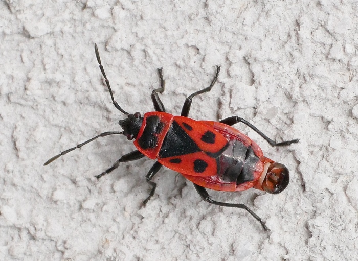 Pyrrhocoris apterus con addome 